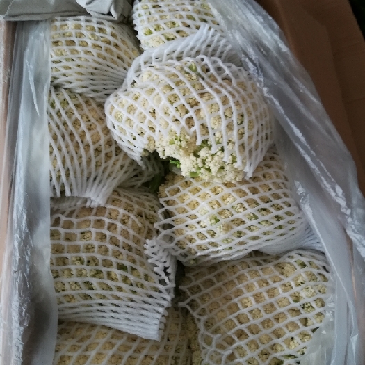 邯郸白面青梗松花菜 1~2斤 松散