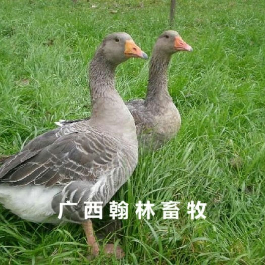 南宁郎德鹅苗 