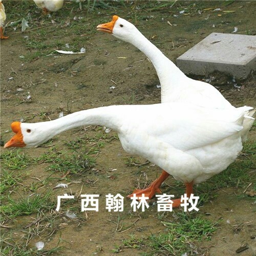 南宁皖西白鹅苗 