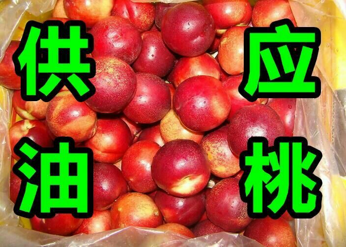 沂水县【油桃】中油4号黄肉油桃，脆甜可口，欢迎各地老板来购