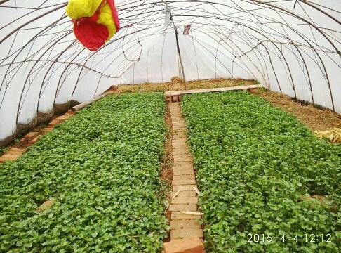咸阳陕西杨凌试管脱毒原种高剪红薯苗秦5，秦8，西瓜红，紫薯………