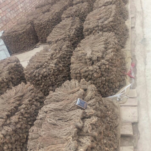 岷县 岷县优质无硫当归