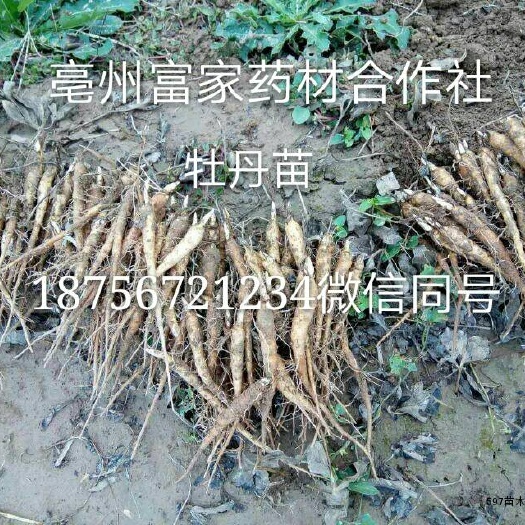 亳州油牡丹种苗 