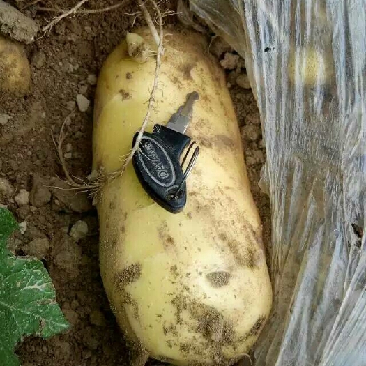 通许县荷兰15  荷兰十五土豆，希森6号，V七土豆