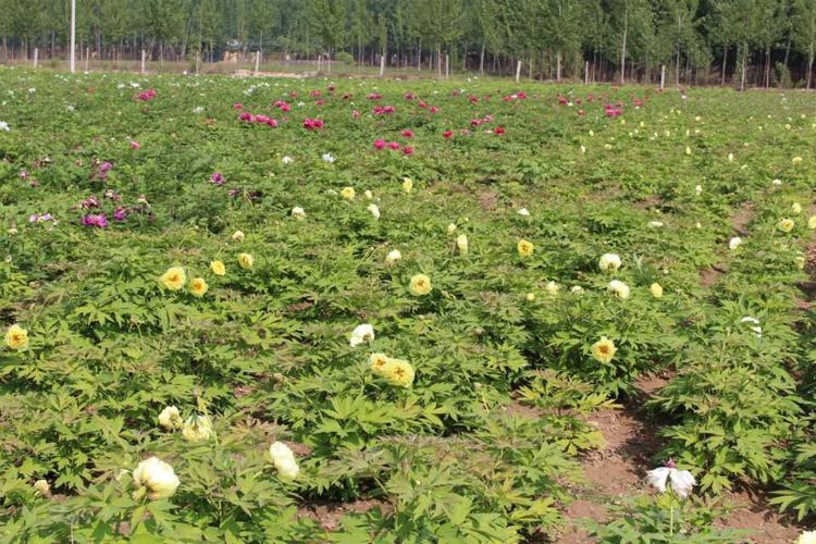 海黄 2cm以下 4cm以下 0.5米以下 