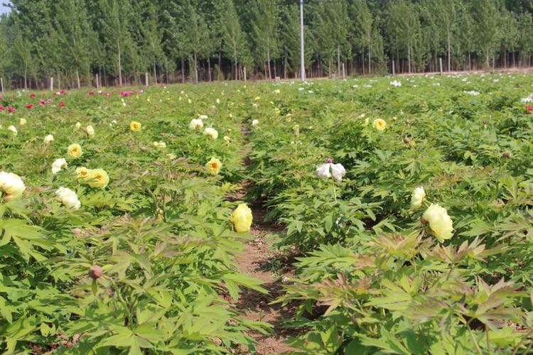 海黄 2cm以下 4cm以下 0.5米以下 