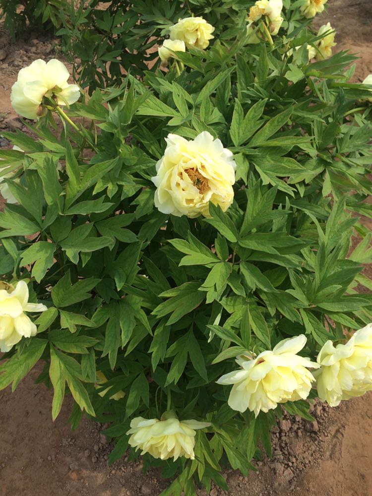 海黄 2cm以下 4cm以下 0.5米以下 