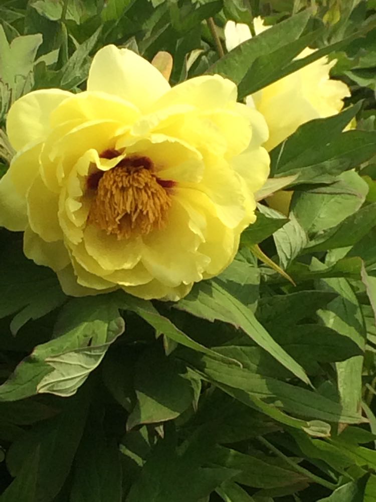 海黄 2cm以下 4cm以下 0.5米以下 