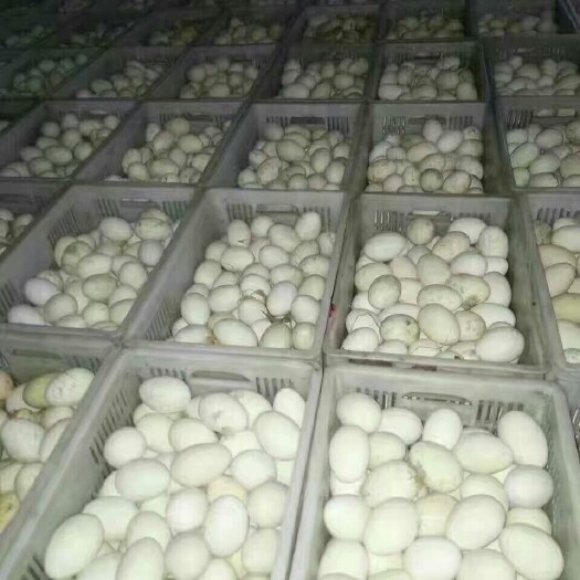 绥棱县 大量批发头照鹅蛋，圆黄散黄鹅蛋