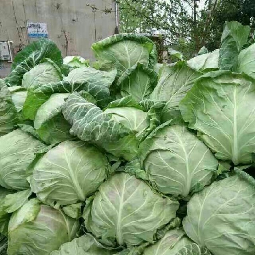 中甘系列  产地直销，大量供应，保证质量