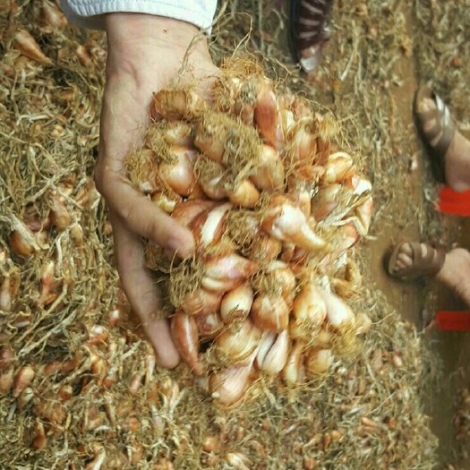 漳浦县小香葱 四季香葱种子，发芽率高，全国不同地方均可种植，产量高