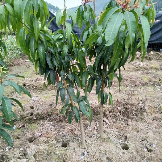 灵山县金煌芒果苗