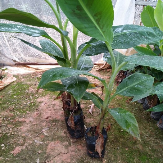 灵山县粉蕉苗