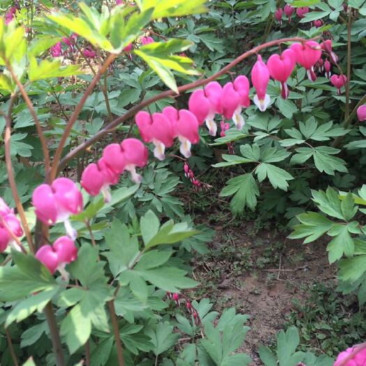 荷包牡丹 0.5米以下 2cm以下 4cm以下 