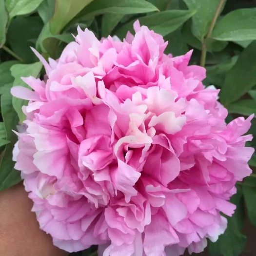 菏泽斗艳 2cm以下 4cm以下 0.5米以下 