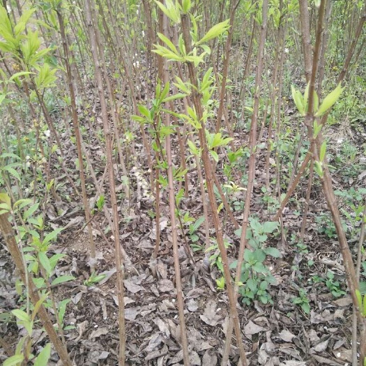 简阳市蜂糖李树苗 蜂糖李，提供后期技术，