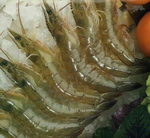 北海南美白对虾，基围虾