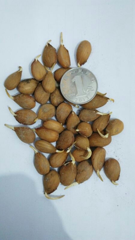 砀山县桃仁，毛桃仁，桃芽，毛桃芽
