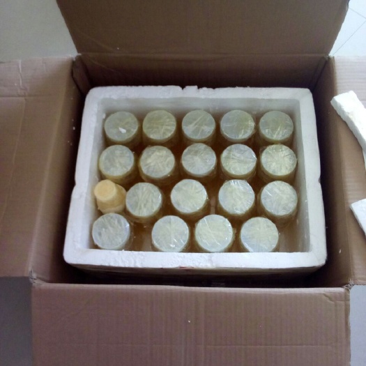 临朐县槐花蜜 塑料瓶装  2年 