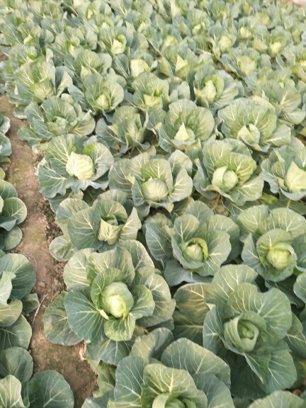 绿包菜 江苏省徐州市沛县 1.5~2.0斤