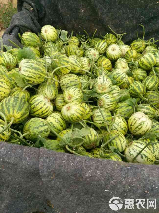 花蕾甜瓜 长期供应—头茬、头茬花蕾