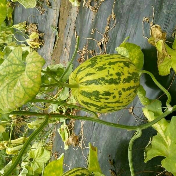 花蕾甜瓜 长期供应—头茬、头茬花蕾