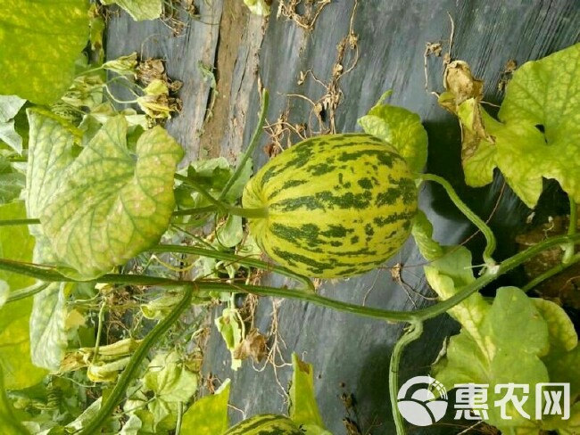 花蕾甜瓜 长期供应—头茬、头茬花蕾