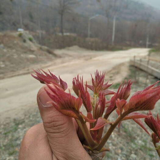 渭南红油香椿芽 6~9cm