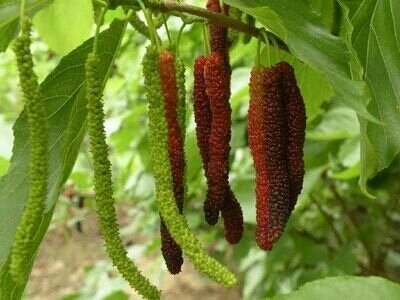 灵山县长果桑苗