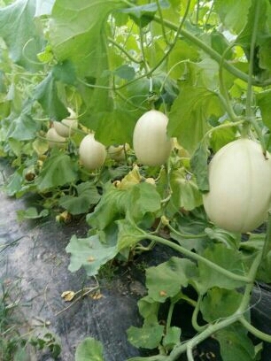 莘县东方蜜1号 供应—头茬、头茬东方密
