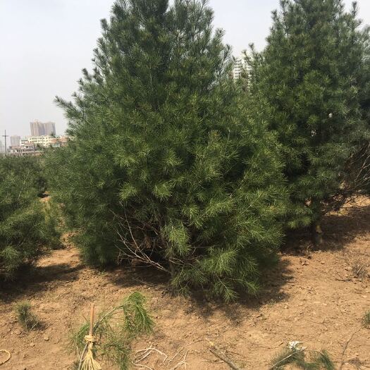 西安白皮松