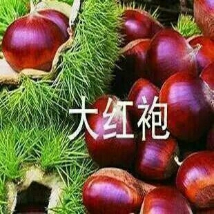 灵山县大红袍板栗苗 嫁接苗 0.5米以下