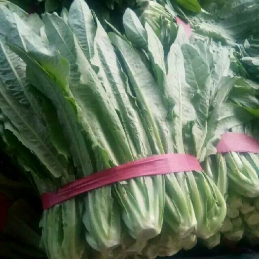 邯郸美冠油麦菜 25~30cm以上