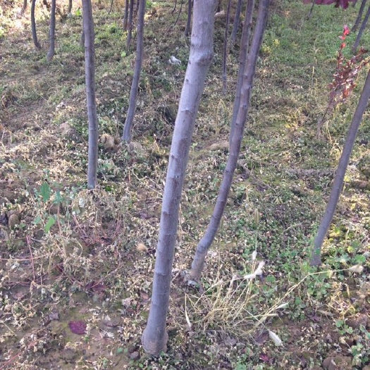 絳縣紫葉稠李苗 山西省運城多規(guī)格紅葉李，看樹定規(guī)格定價格，