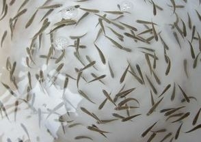 上海 草鱼鲫鱼花鲢武昌鱼苗批发