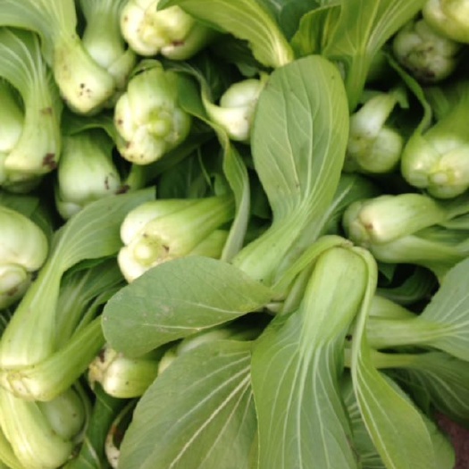 大同上海青  油菜  小油菜  青菜