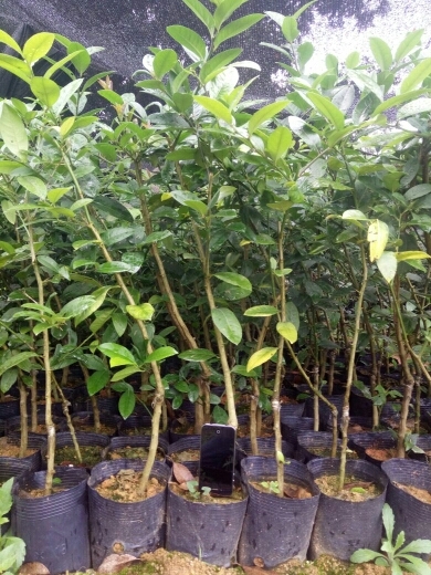 灵山县香水柠檬苗