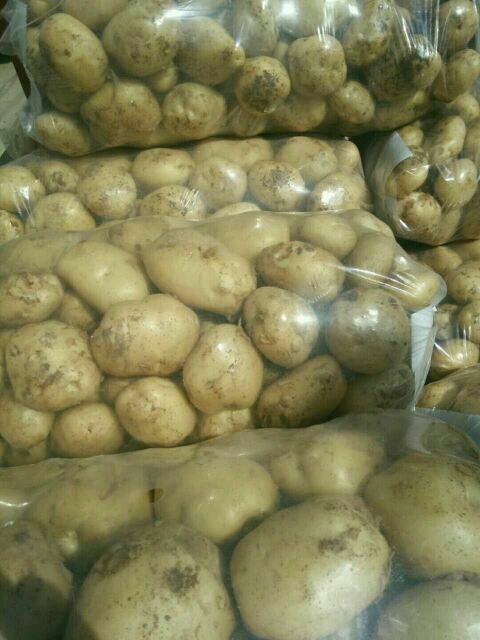 襄樊中薯5号土豆  中暑5号土豆5月份上市有需要的老板可以订购
