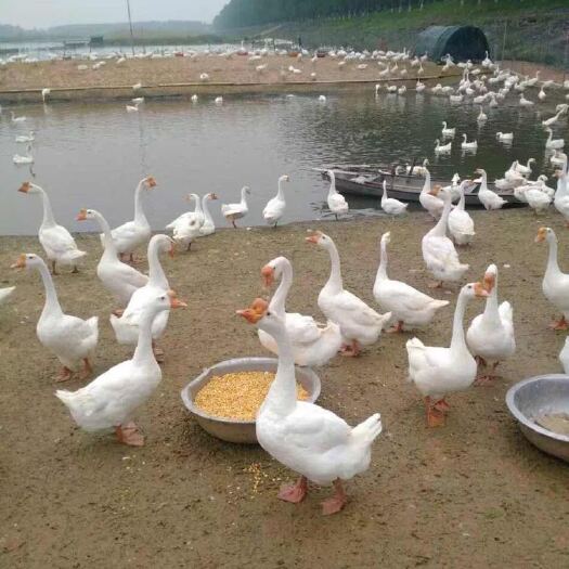 沭阳县大三花鹅苗