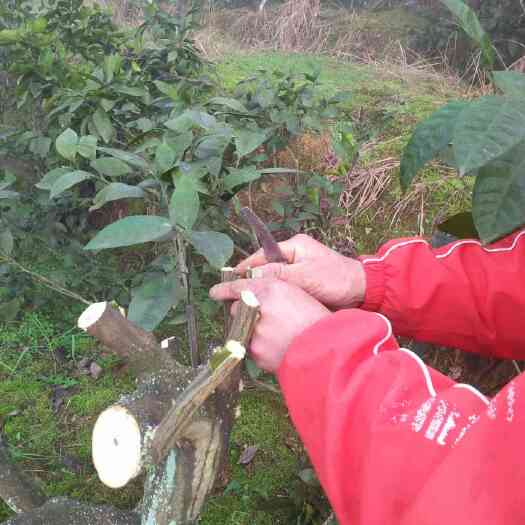 会同县黄金贡柚 6.5 - 7cm 3两以上 