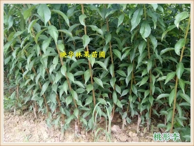衡阳桃形李苗