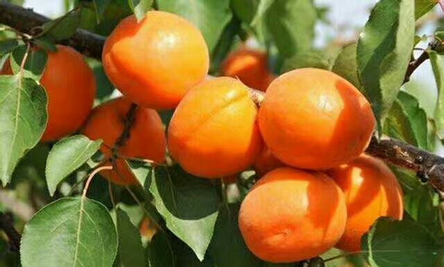 大荔县金太阳杏 价格杏批发