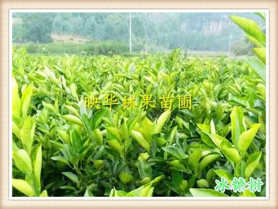 衡阳冰糖橙树苗 嫁接苗 0.5~1米 