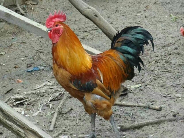衡南县红公鸡苗 