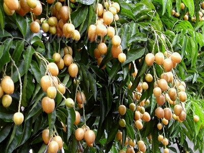 灵山县无核黄皮果苗 
