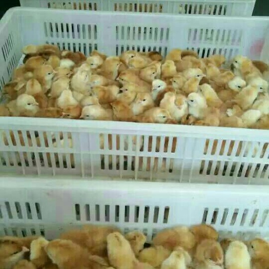 嘉祥县红羽鸡苗 