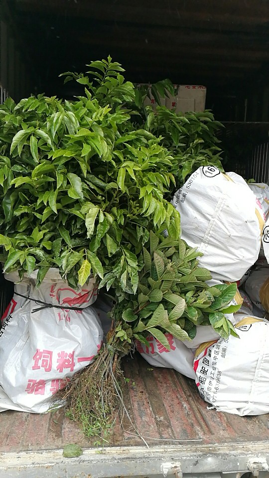 鸡心黄皮苗  黄皮树苗 大鸡心黄皮 贵妃黄皮 黑黄皮苗