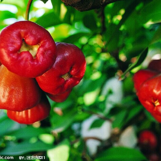 灵山县淡红种
