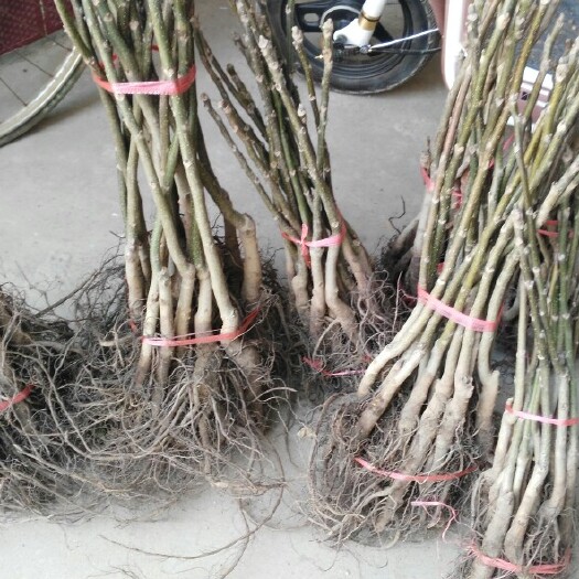 泰安核桃苗  批发嫁接核桃树苗