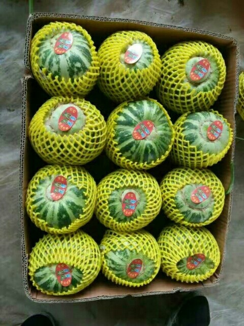 莘县山东花蕾甜瓜